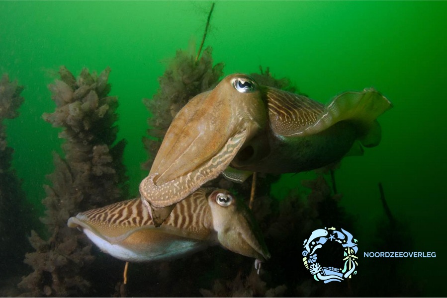 Best Available Techniques for nature preservation on the North Sea